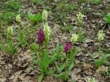 Dactylorhiza romana подвид georgica. Цветущие растения жёлтой и лиловой форм. Азербайджан, Шемахинский р-н, широколиственный лес. 20.04.2010.