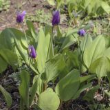 Erythronium sibiricum. Цветущие растения. Пермский край, г. Пермь, Кировский р-н, садовый участок, в культуре. 10.05.2022.