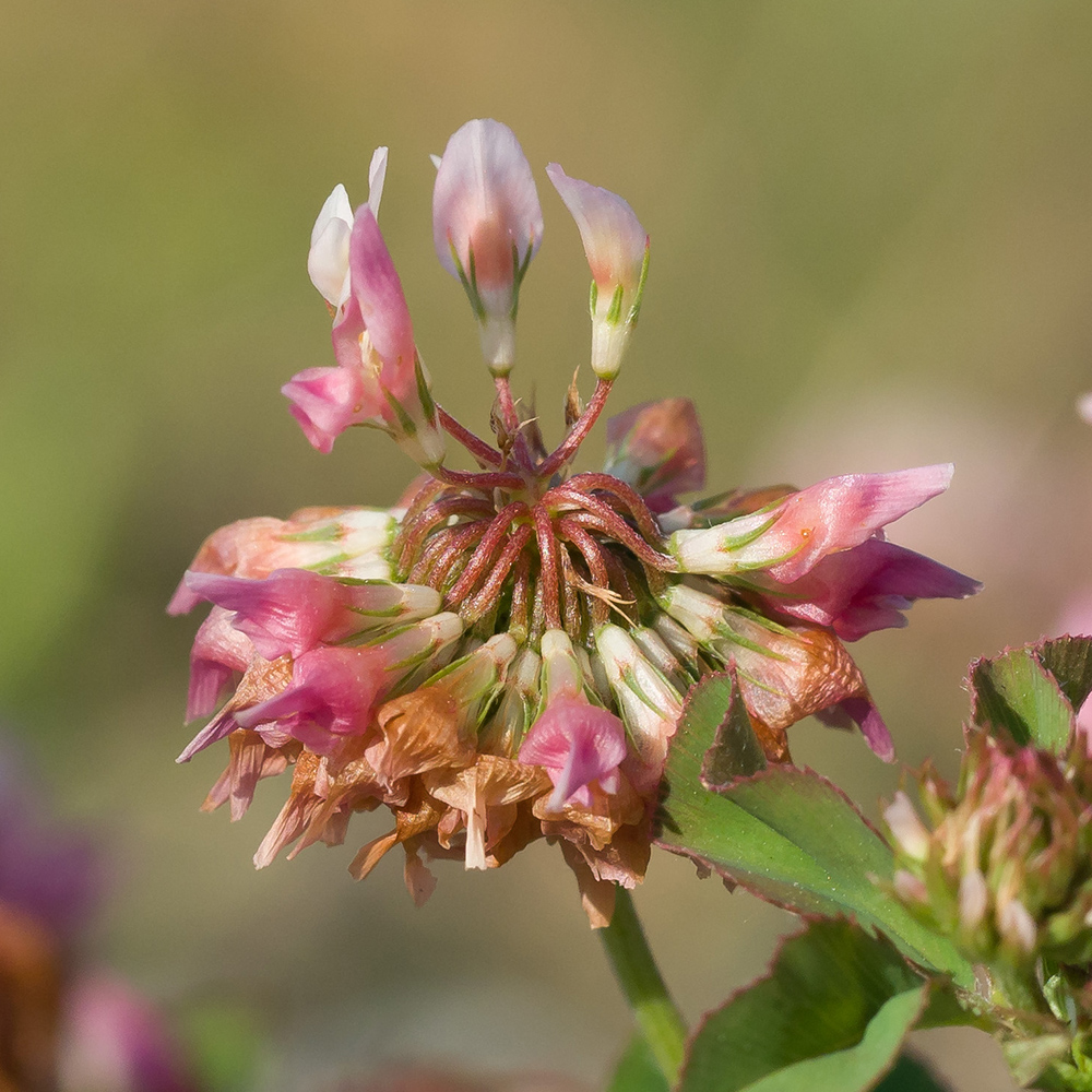 Изображение особи Trifolium hybridum.