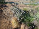 Pachypodium rosulatum. Цветущее растение. Мадагаскар, провинция Фианаранцуа, окр. г. Ambalavao, заповедник \"Анжи\". 02.12.2019.