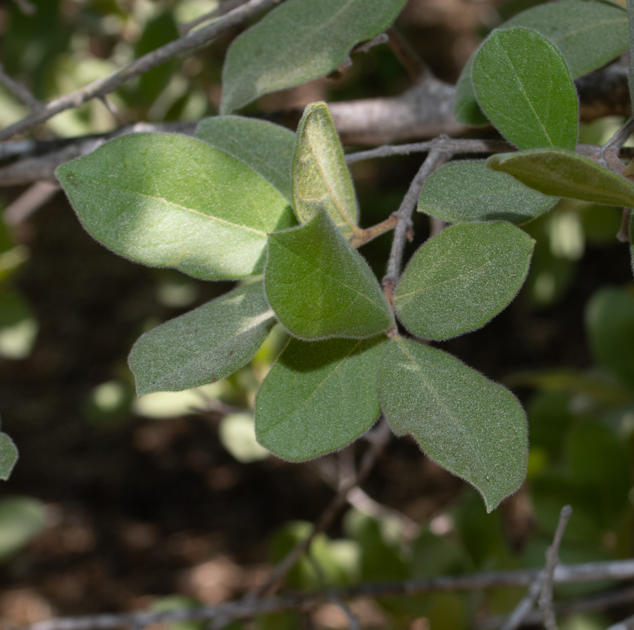 Image of Combretum molle specimen.