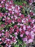 genus Thymus. Побеги с соцветиями. Казахстан, Заилийский Алатау, плато Асы, 2000 м н.у.м. 23.06.2010.