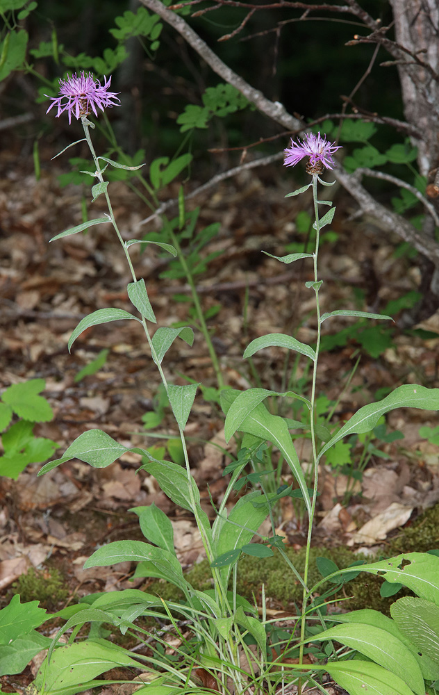 Изображение особи Centaurea jacea.