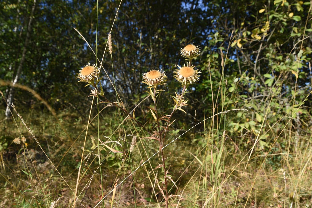 Изображение особи Carlina biebersteinii.