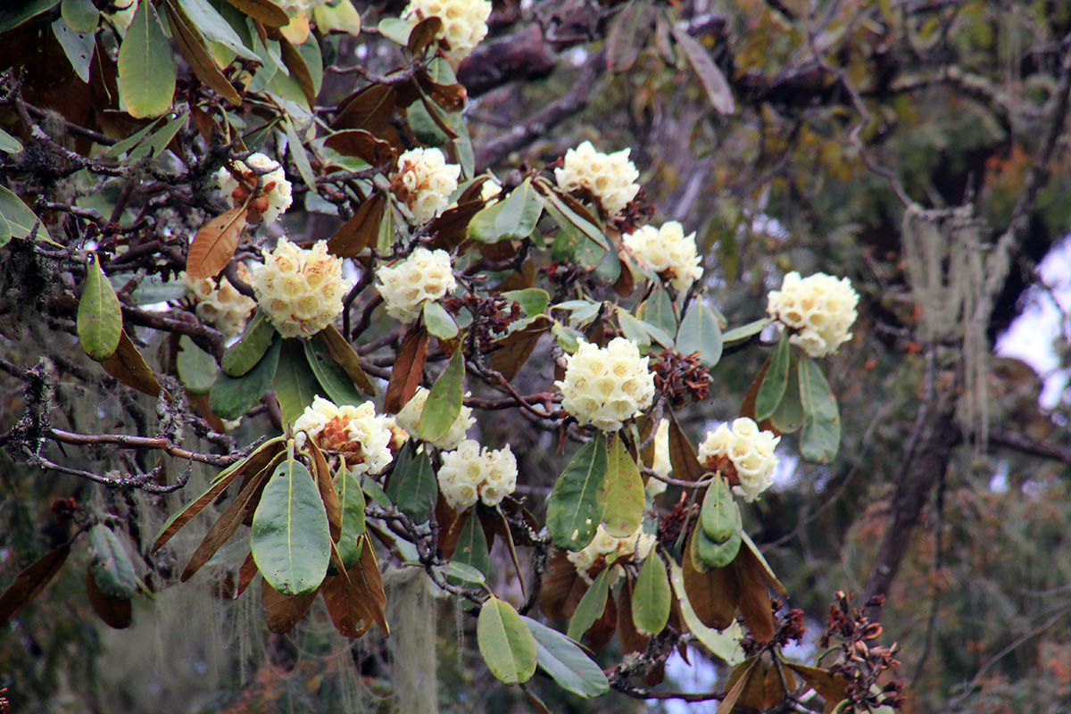 Изображение особи Rhododendron sinofalconeri.