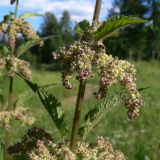 Urtica dioica