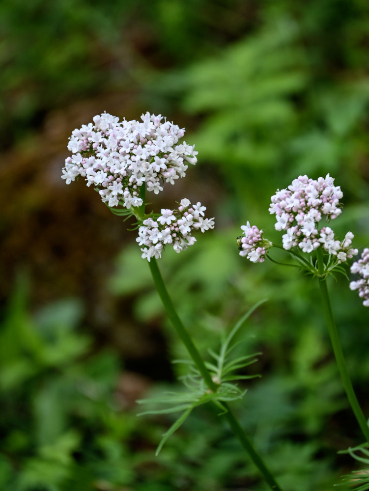 Image of genus Valeriana specimen.