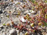 Смотреть изображение Sagina maritima