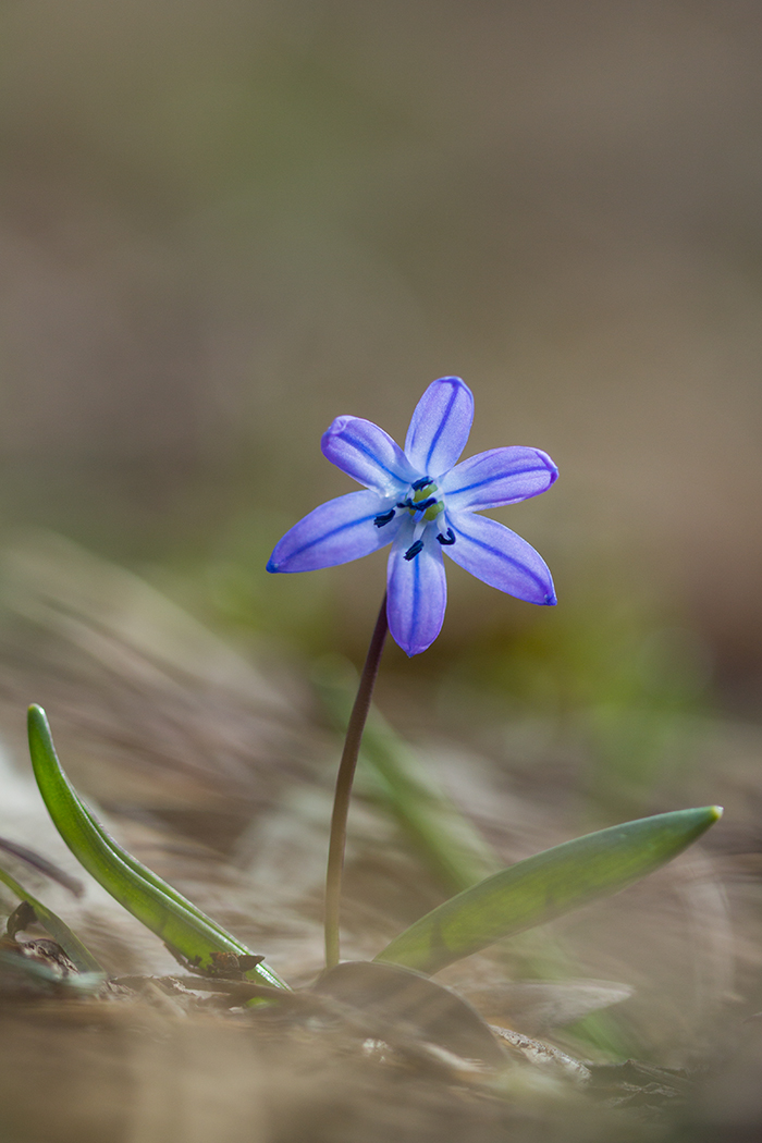 Изображение особи Scilla siberica.