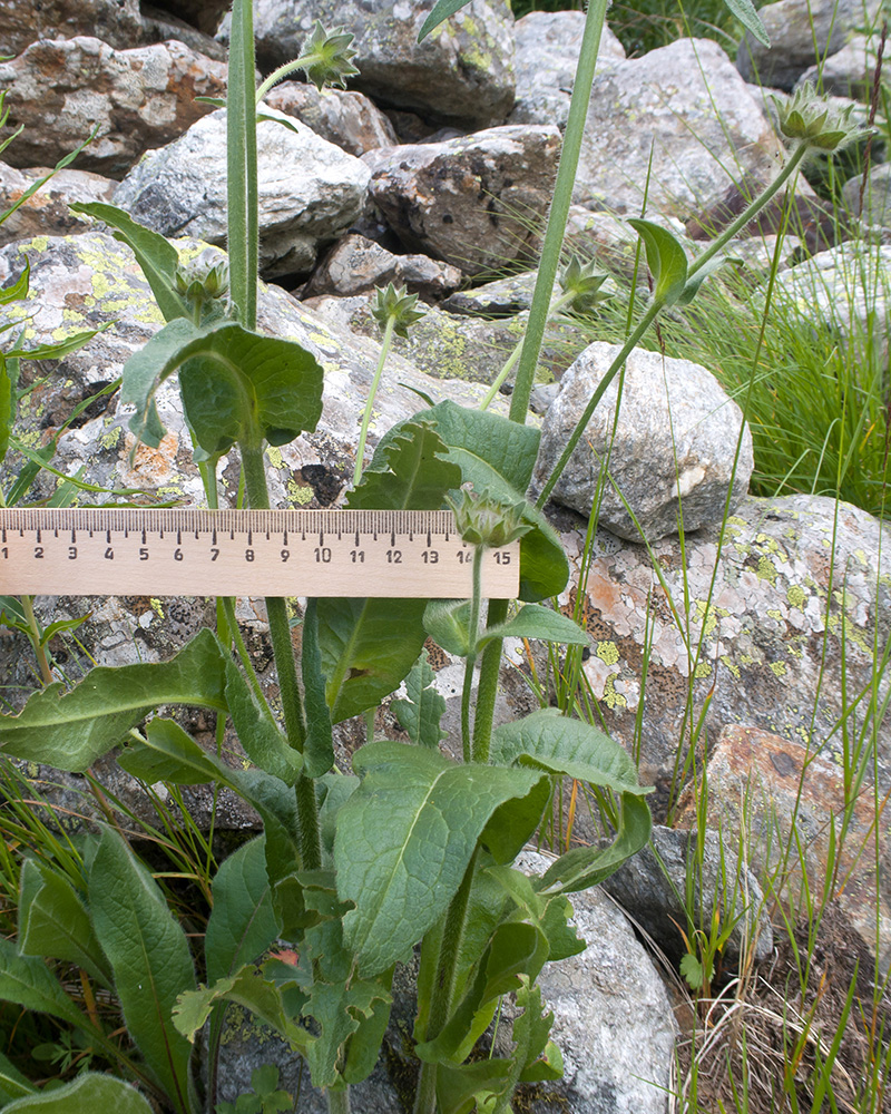 Image of Knautia involucrata specimen.