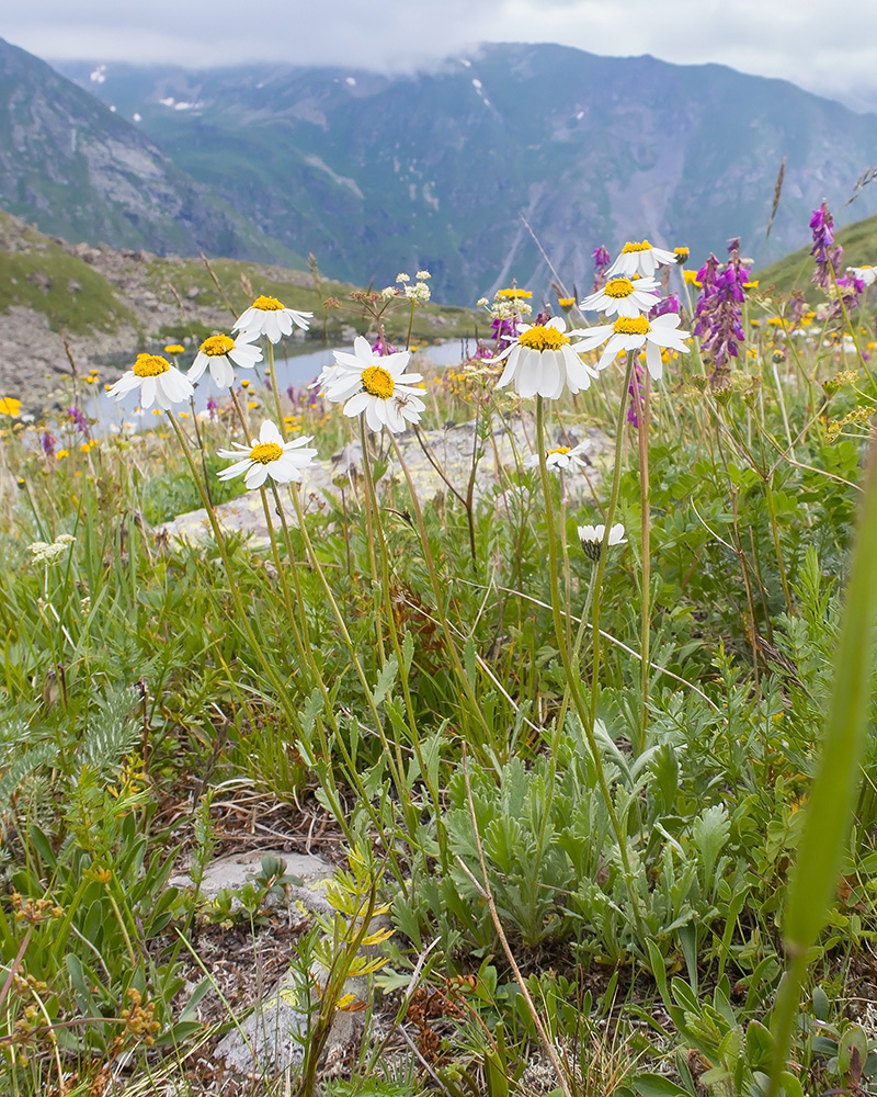 Image of Anthemis saportana specimen.