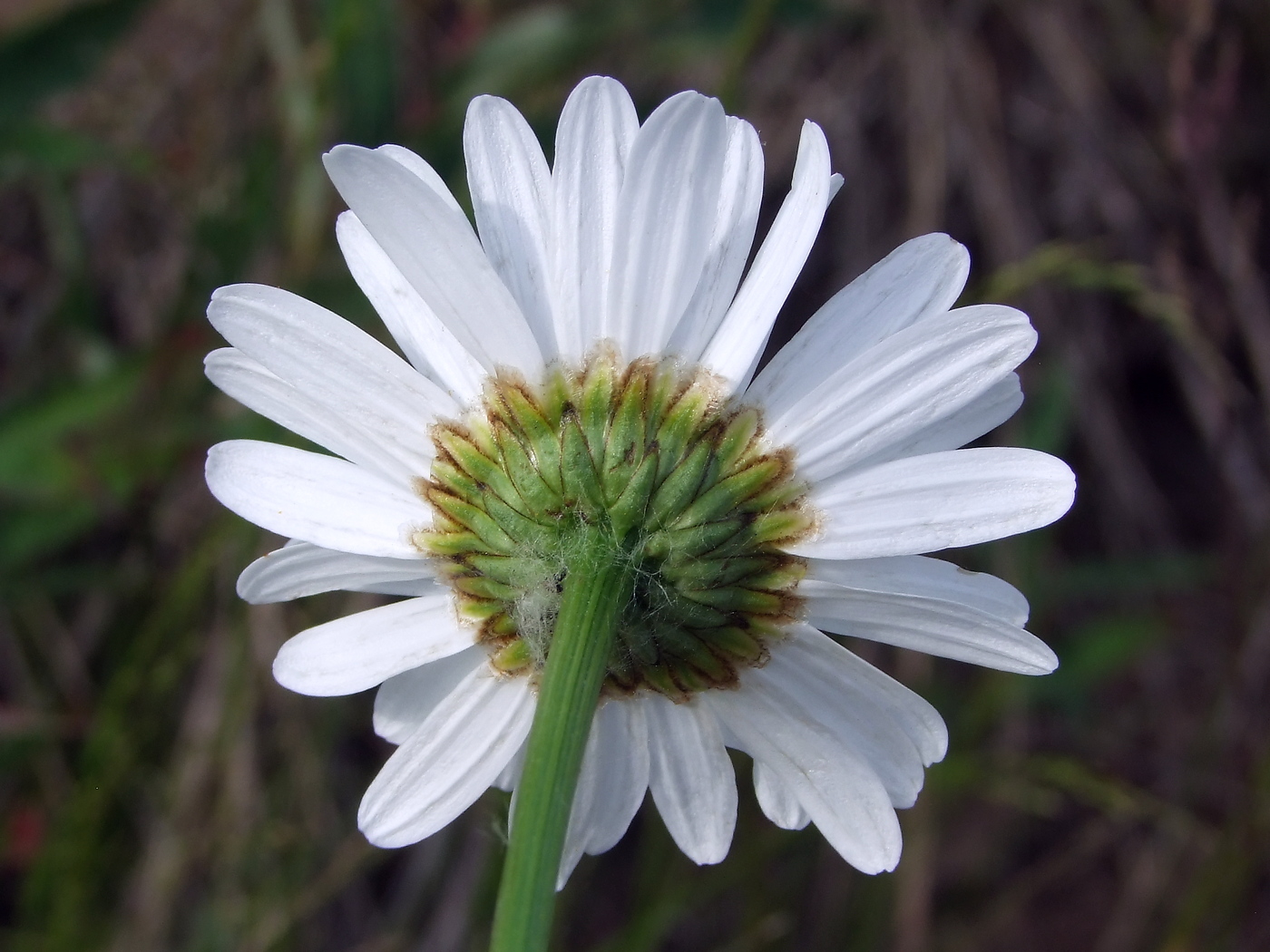 Image of Leucanthemum ircutianum specimen.