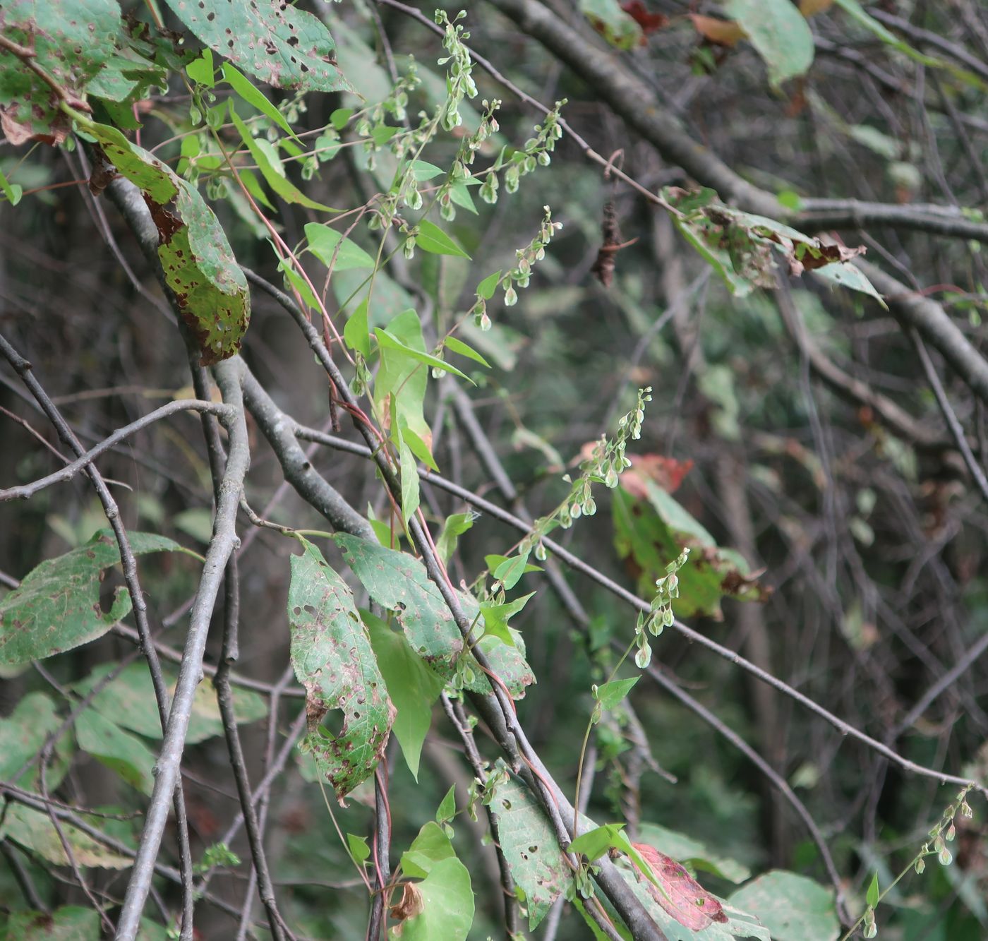 Image of Fallopia dumetorum specimen.