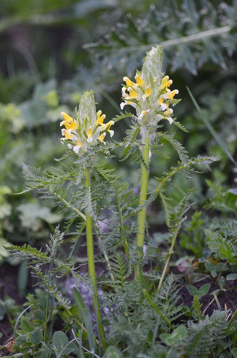 Изображение особи Pedicularis condensata.