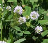 Trigonella procumbens