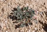 Astragalus subbijugus. Цветущее растение с муравьём. Узбекистан, Каракалпакия, хр. Султан-Уиздаг, щебнистый склон. 8 апреля 2023 г.