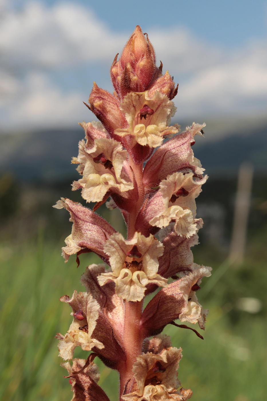 Изображение особи Orobanche alba f. maxima.