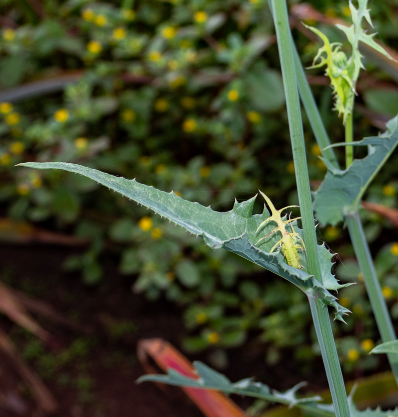 Sonchus oleraceus - Изображение особи - Плантариум