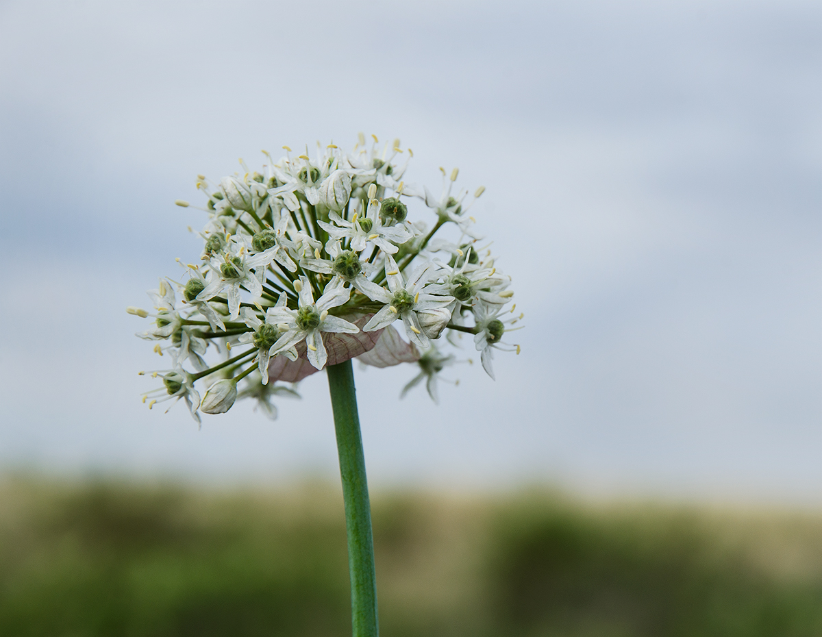 Изображение особи род Allium.