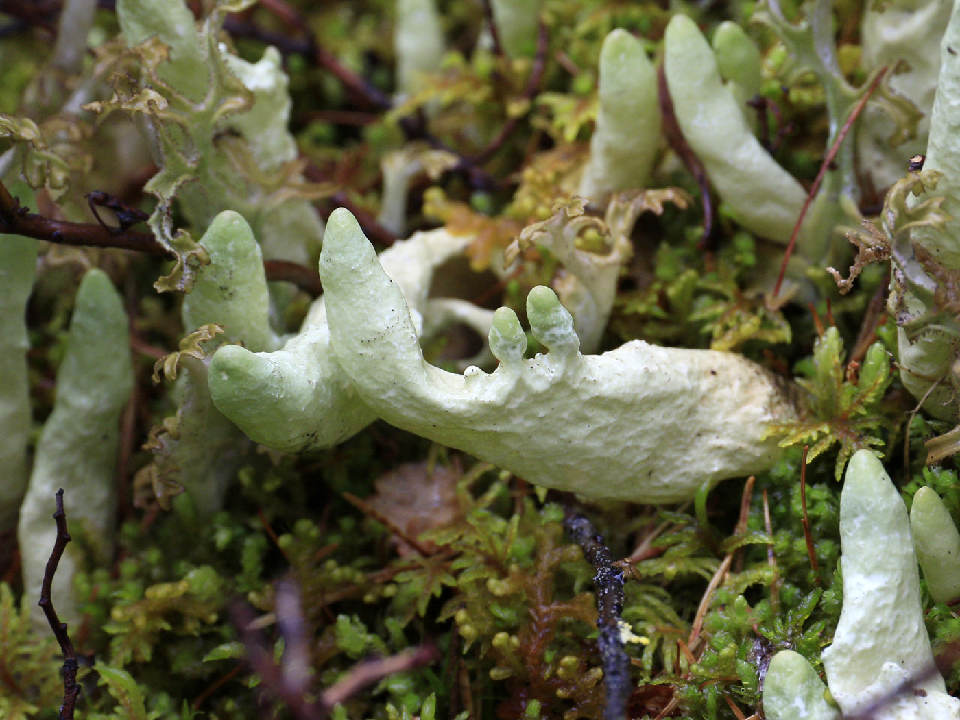 Image of genus Cetraria specimen.