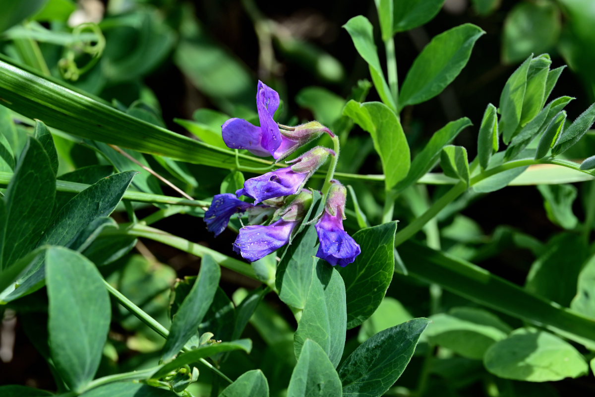 Изображение особи Lathyrus japonicus ssp. pubescens.