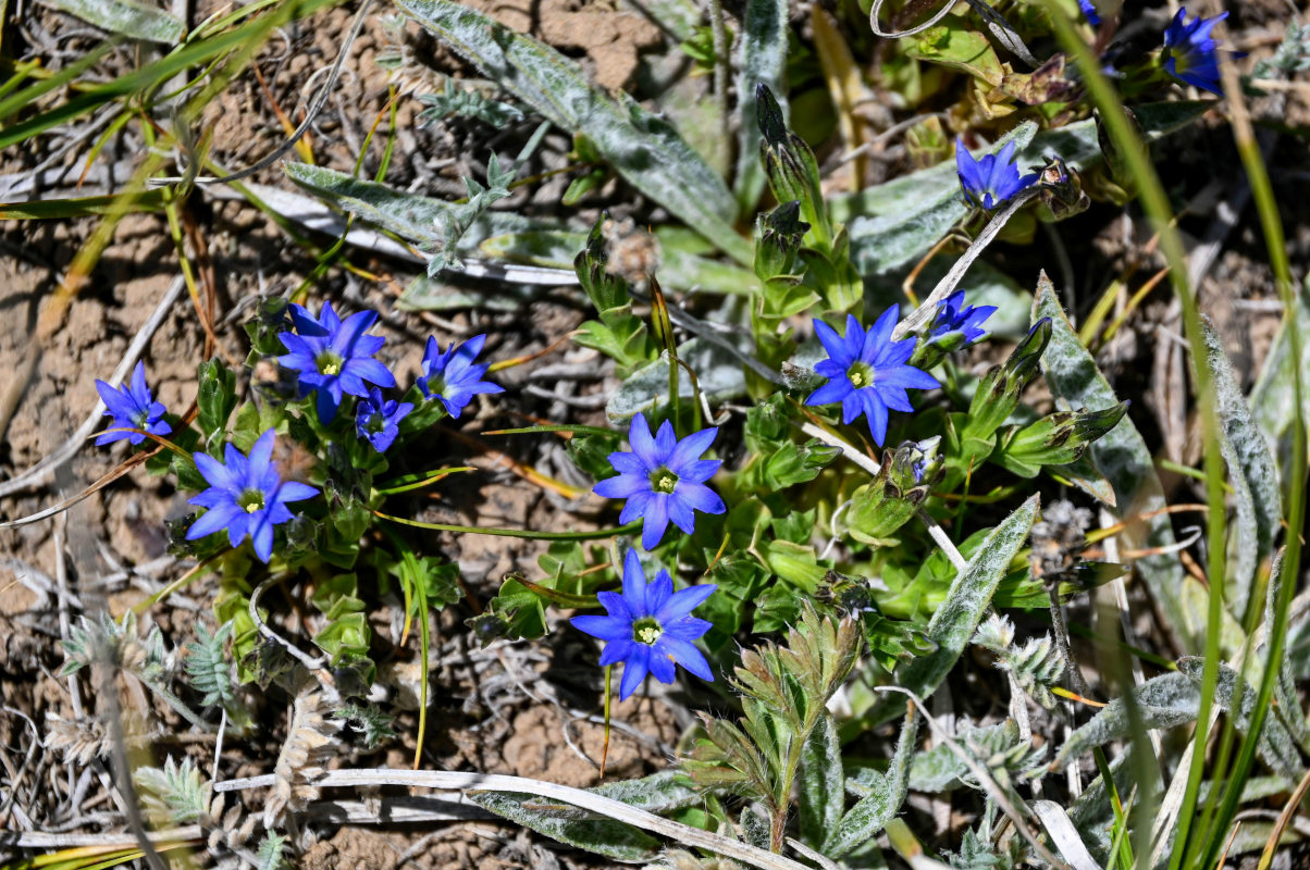 Image of Gentiana karelinii specimen.