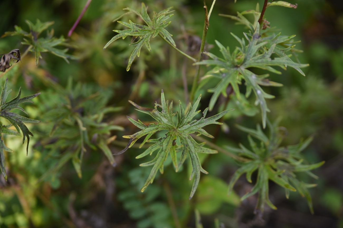 Image of Delphinium dasycarpum specimen.