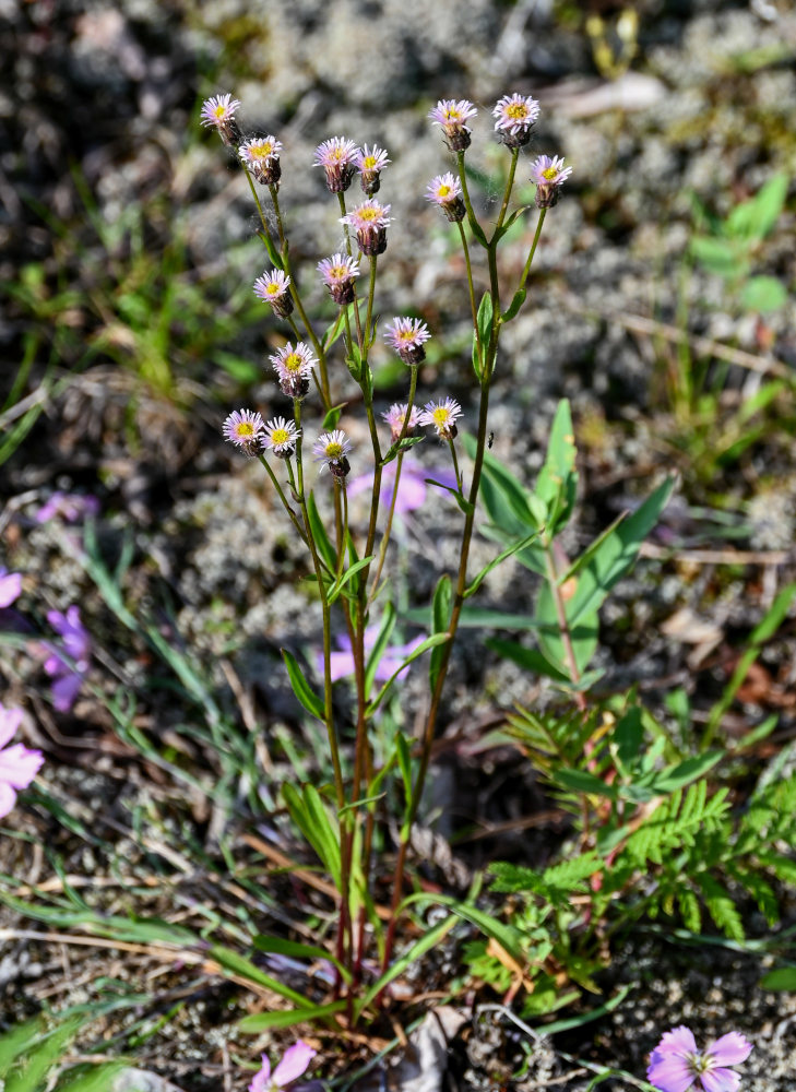 Изображение особи Erigeron acris.