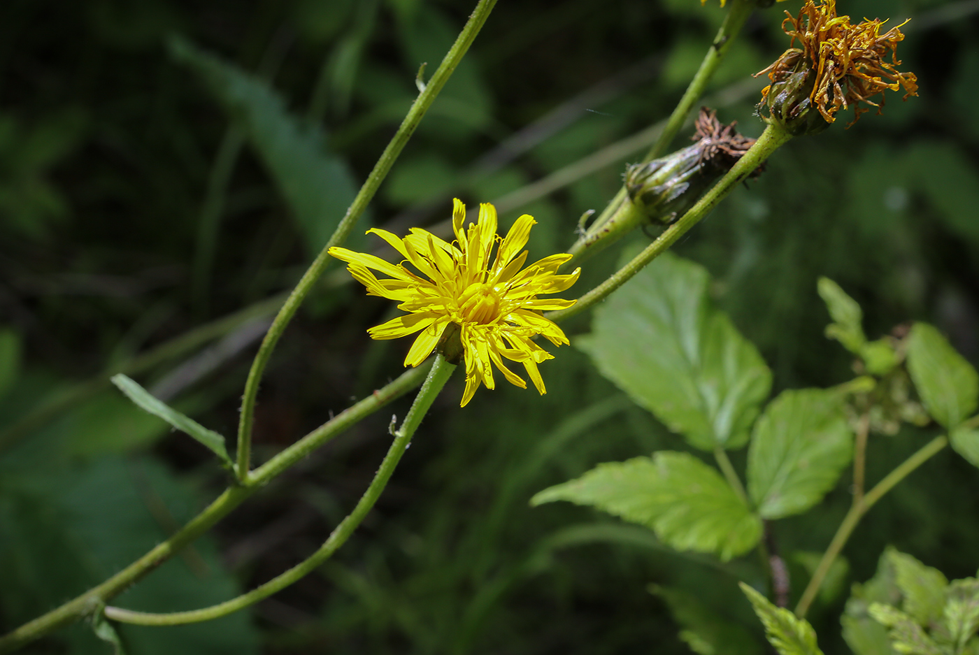 Изображение особи Crepis sibirica.