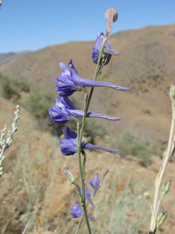 Image of Delphinium batalinii specimen.