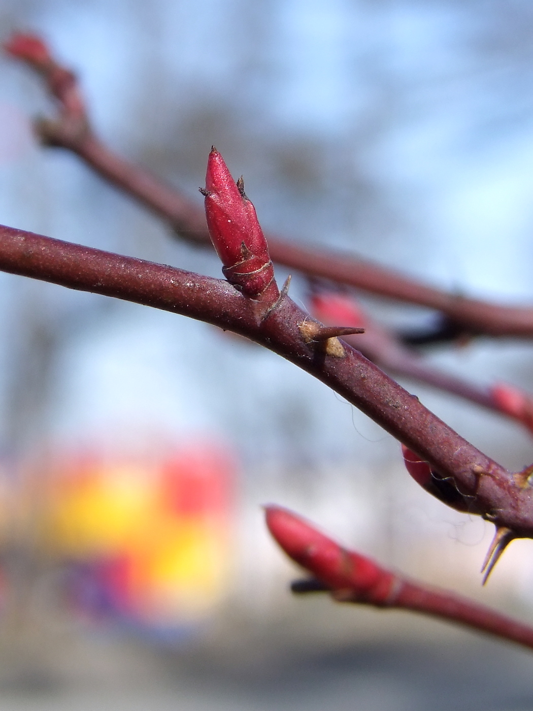 Изображение особи Rosa glauca.