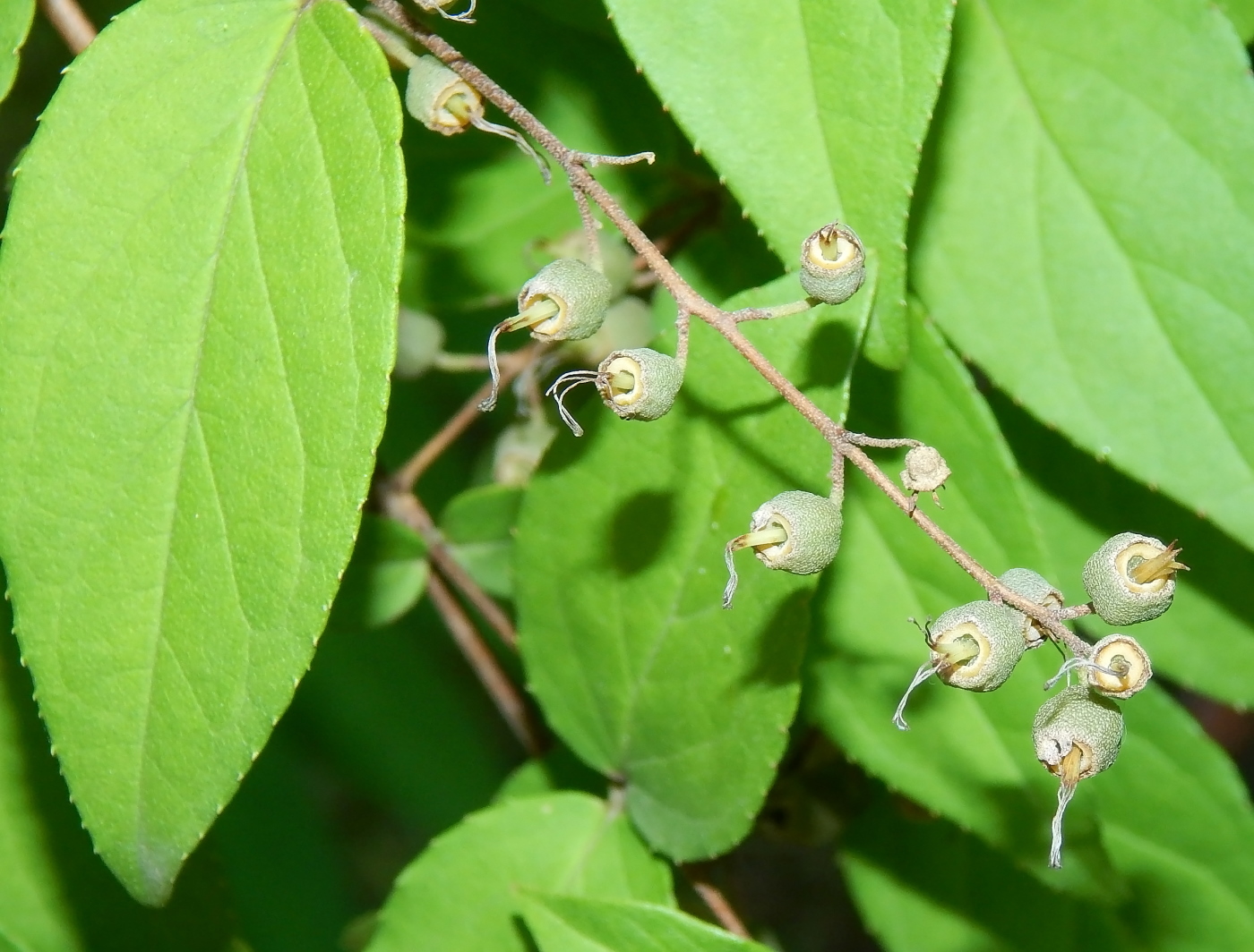 Изображение особи род Deutzia.