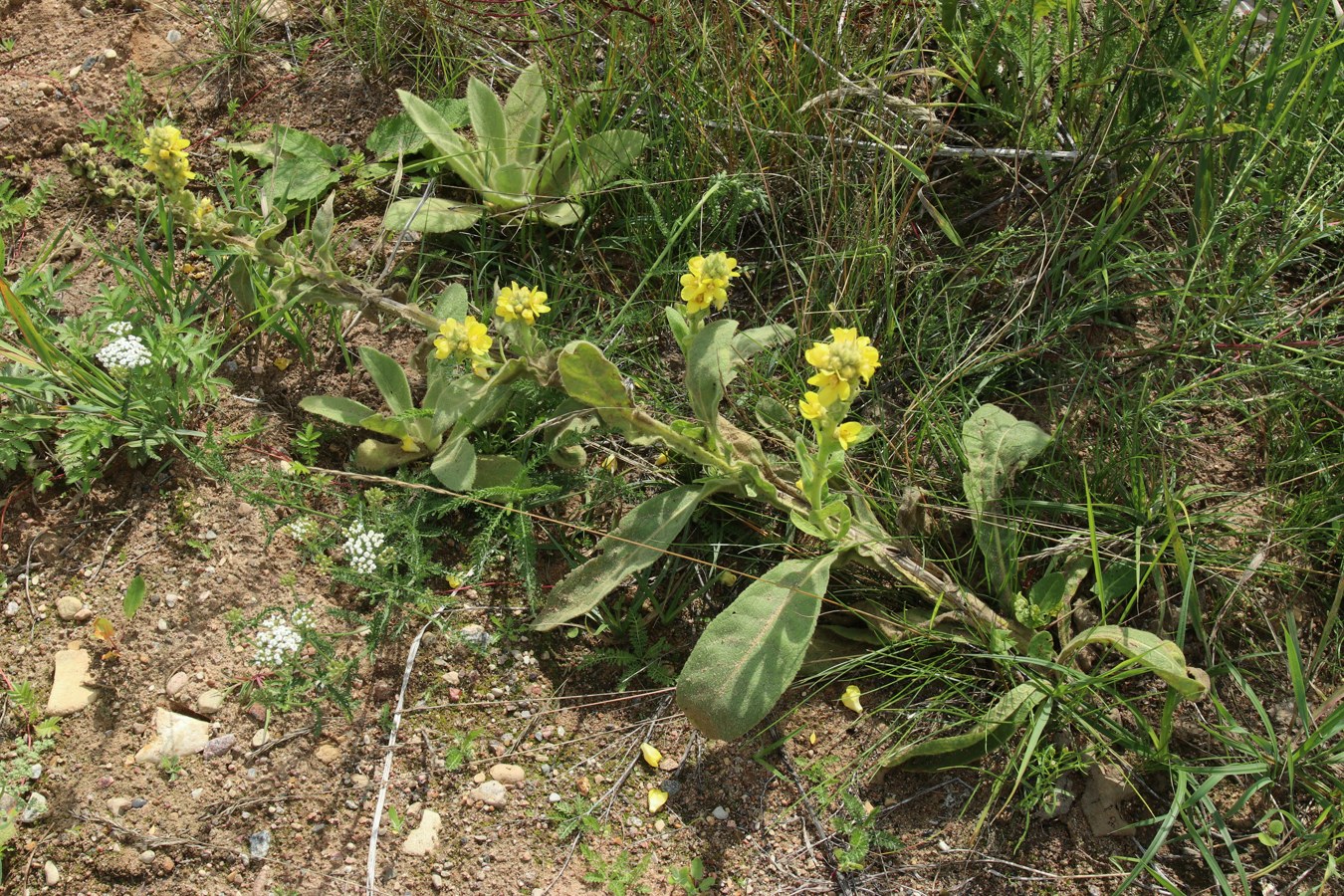 Image of Verbascum thapsus specimen.