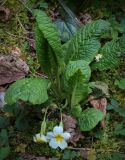 Primula vulgaris. Цветущее растение. Абхазия, Гудаутский р-н, Рицинский реликтовый национальный парк, долина р. Юпшара, широколиственный лес. 13.04.2024.