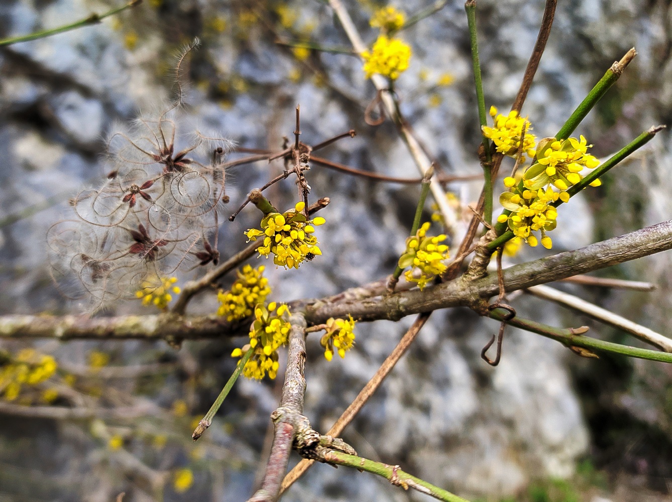 Изображение особи Cornus mas.