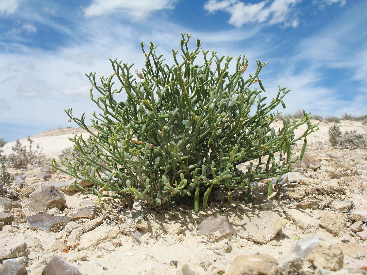 Image of Zygophyllum turcomanicum specimen.