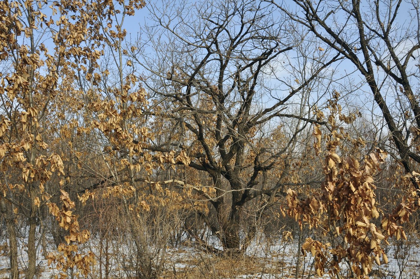 Image of Quercus mongolica specimen.