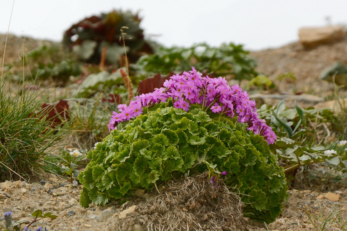 Image of Primula minkwitziae specimen.