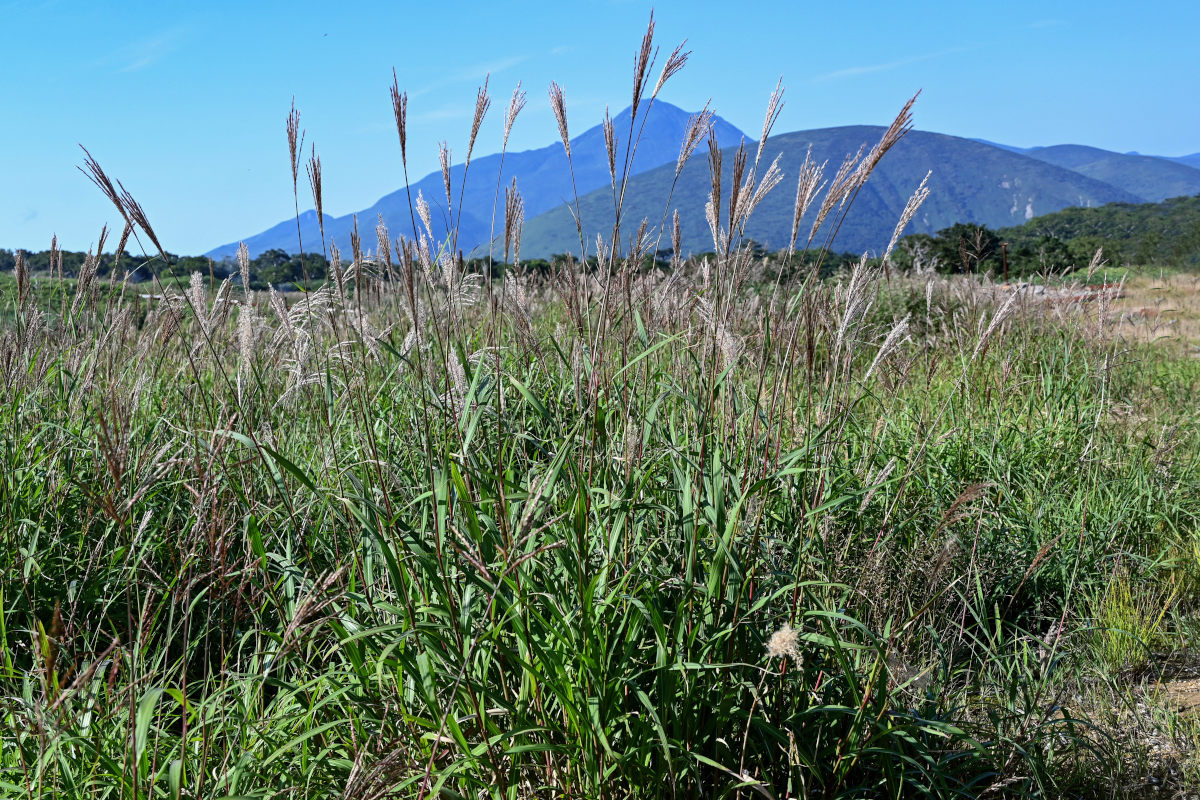 Изображение особи Miscanthus sinensis.