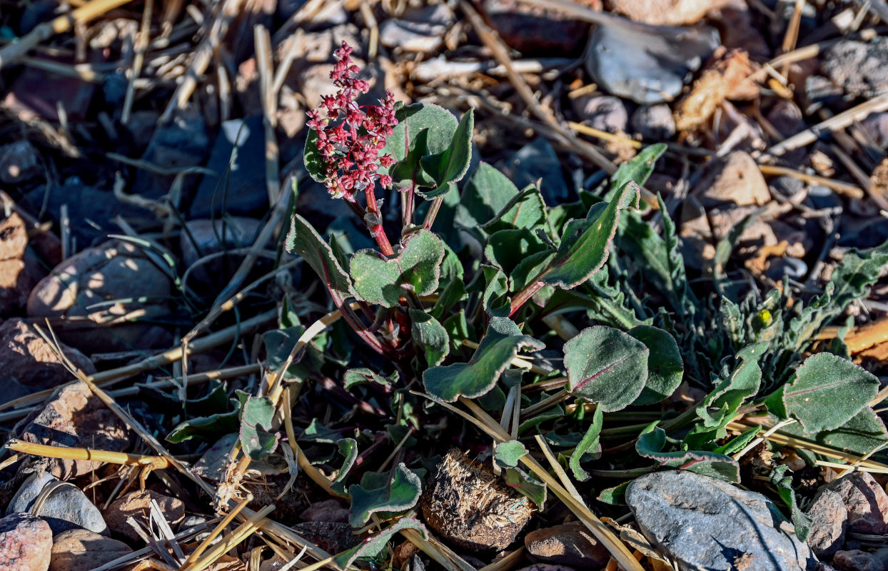 Изображение особи Rumex simpliciflorus.