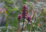 Prunella vulgaris