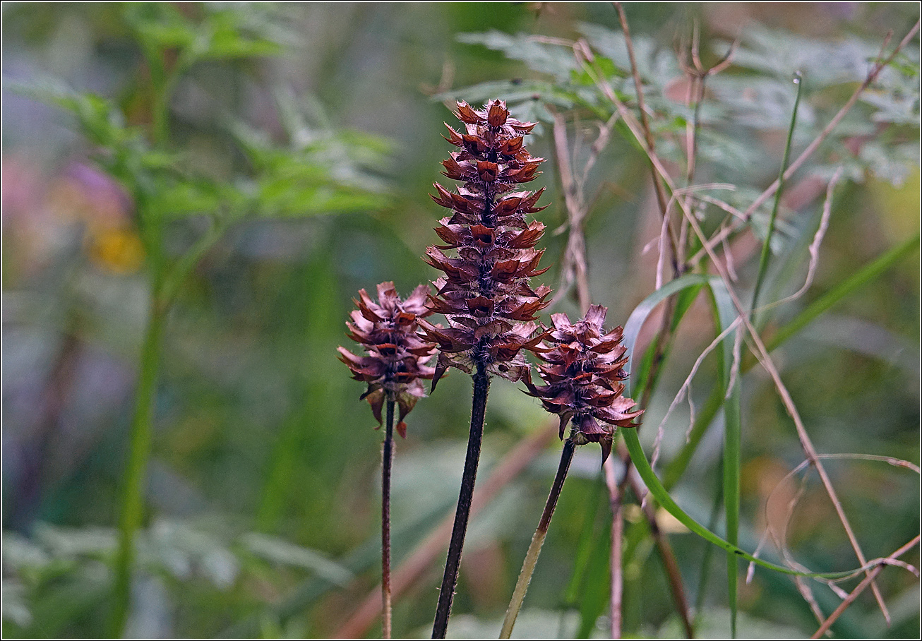 Image of Prunella vulgaris specimen.