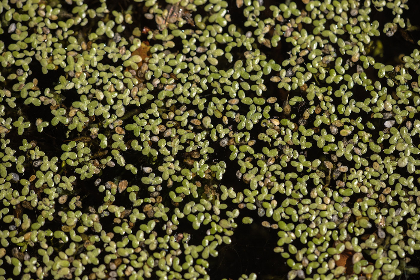 Image of genus Lemna specimen.