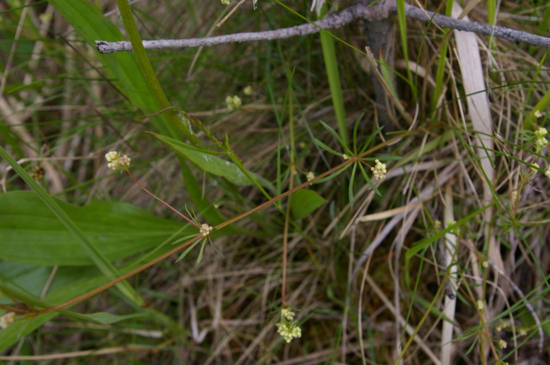 Изображение особи Galium pumilum.