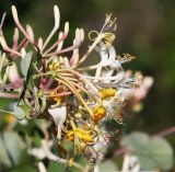 Lonicera etrusca. Соцветие. Краснодарский край, МО г. Анапа, окр. с. Сукко, п-ов Абрау, Муркин перевал, приморский склон. 14.06.2021.