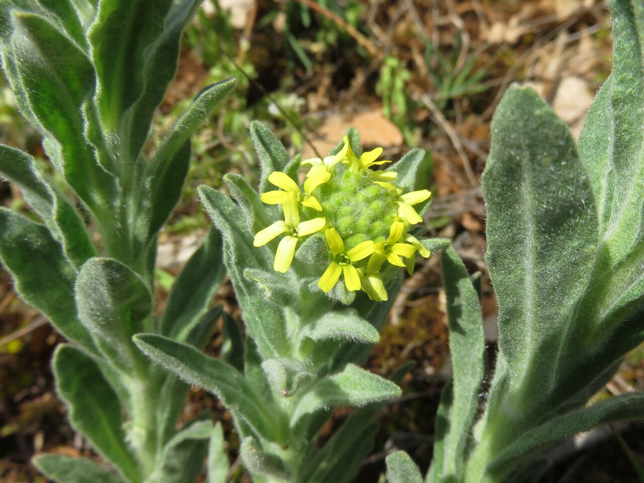 Image of Fibigia clypeata specimen.