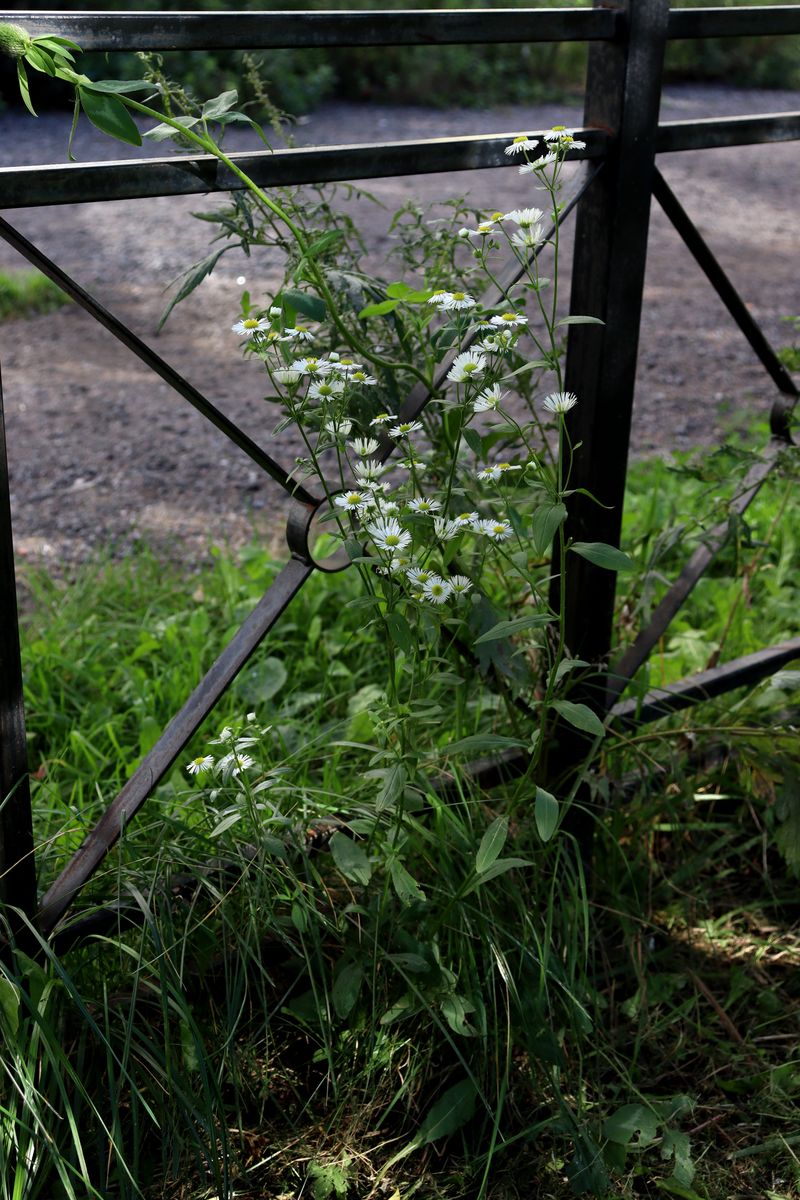 Image of Erigeron annuus ssp. lilacinus specimen.