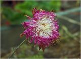 Chrysanthemum indicum