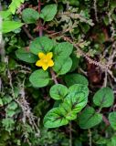 Lysimachia chekiangensis. Верхушка побега с цветком среди побегов Selaginella. Китай, провинция Гуанси, рисовые террасы Лунцзи, опушка смешанного леса. 29.05.2024.