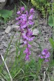 Polygala major